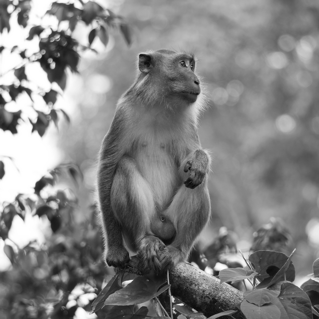 05_16_Lars Hjorth Præstegaard_Abe i regnskoven