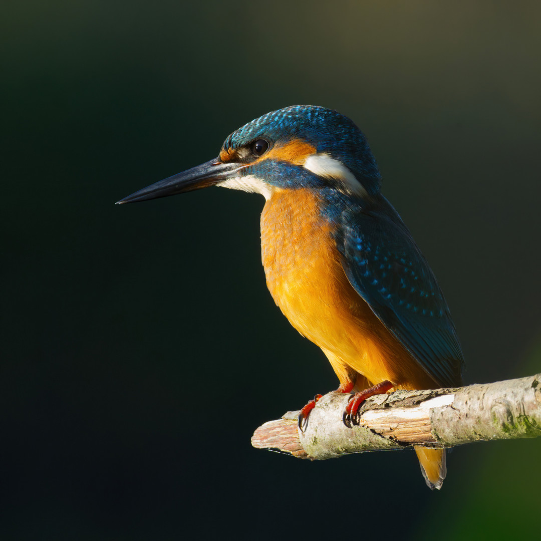 09_14_Lars Hjorth Præstegaard_Isfugl 1_S1