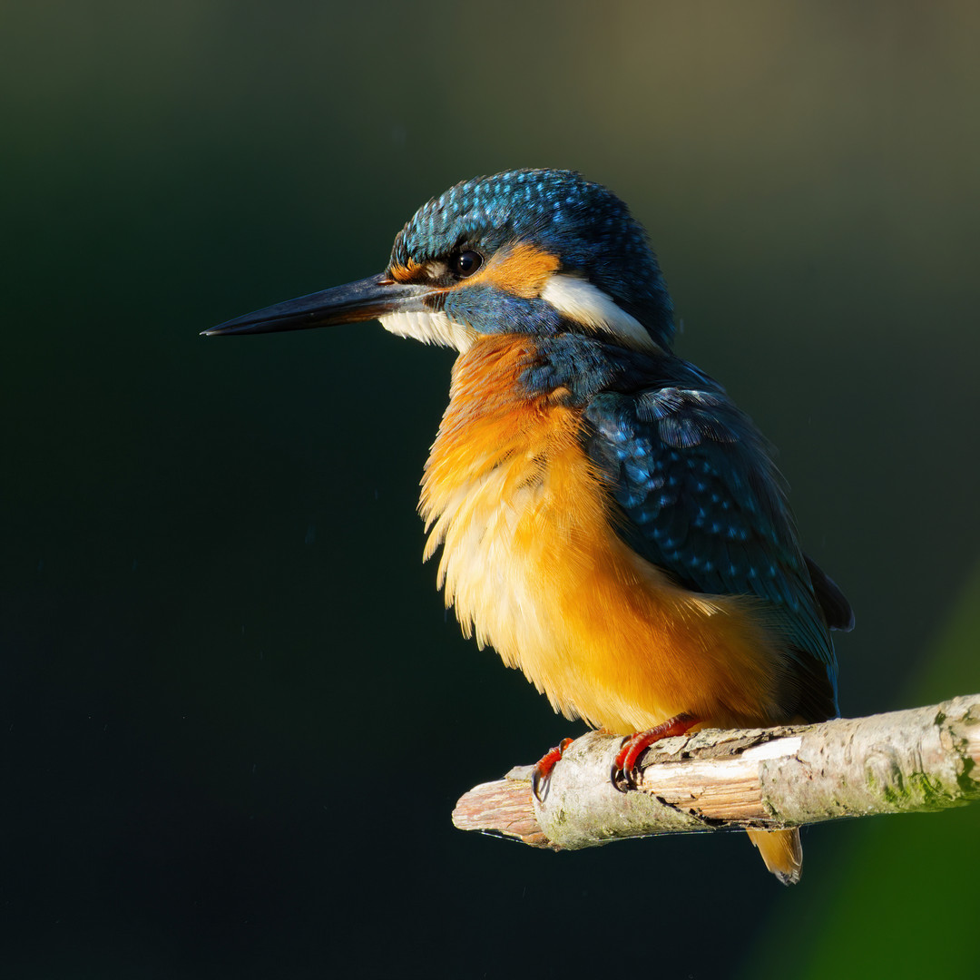 10_14_Lars Hjorth Præstegaard_Isfugl 2_S1