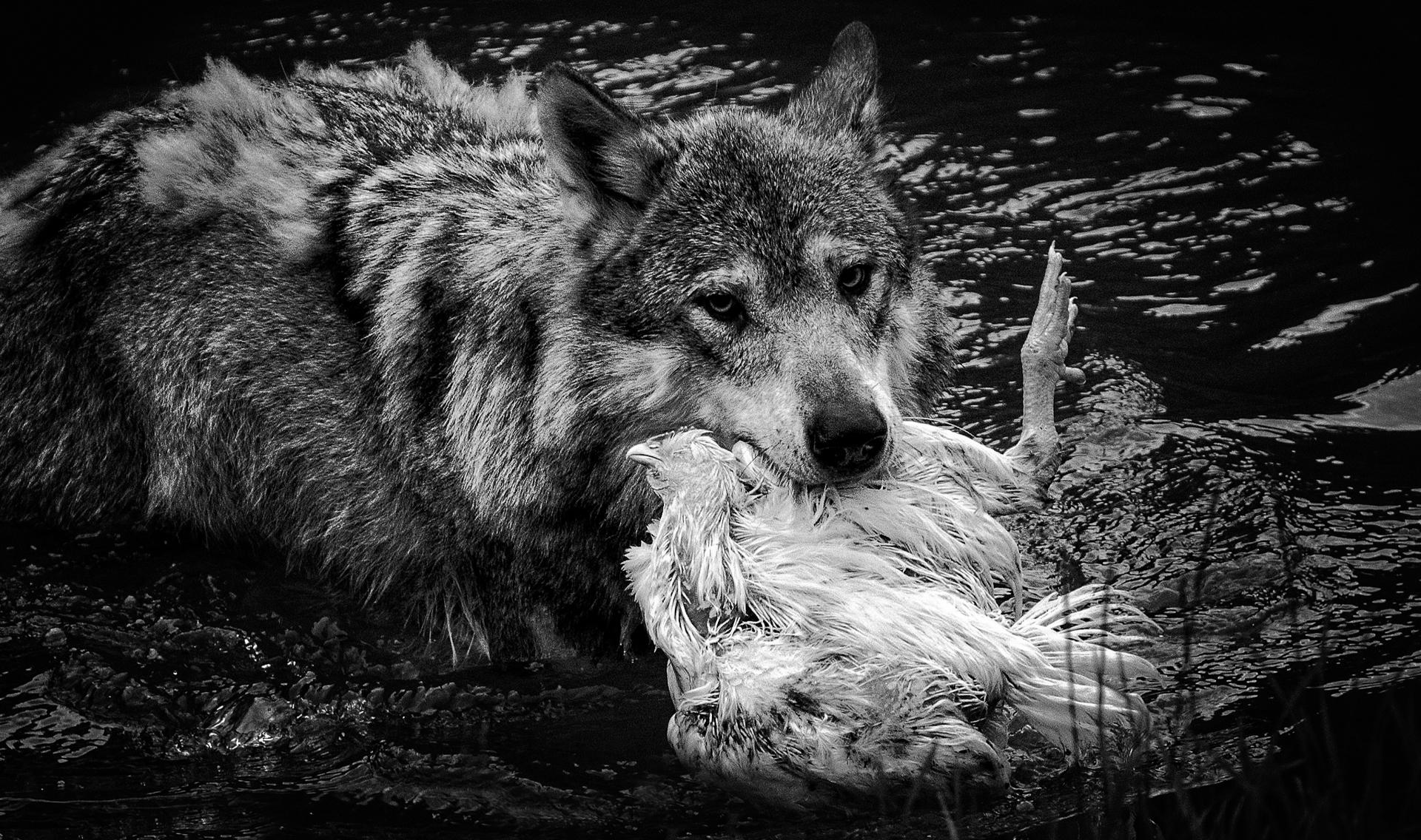 11_13_Linda Weng_Wolf with hen