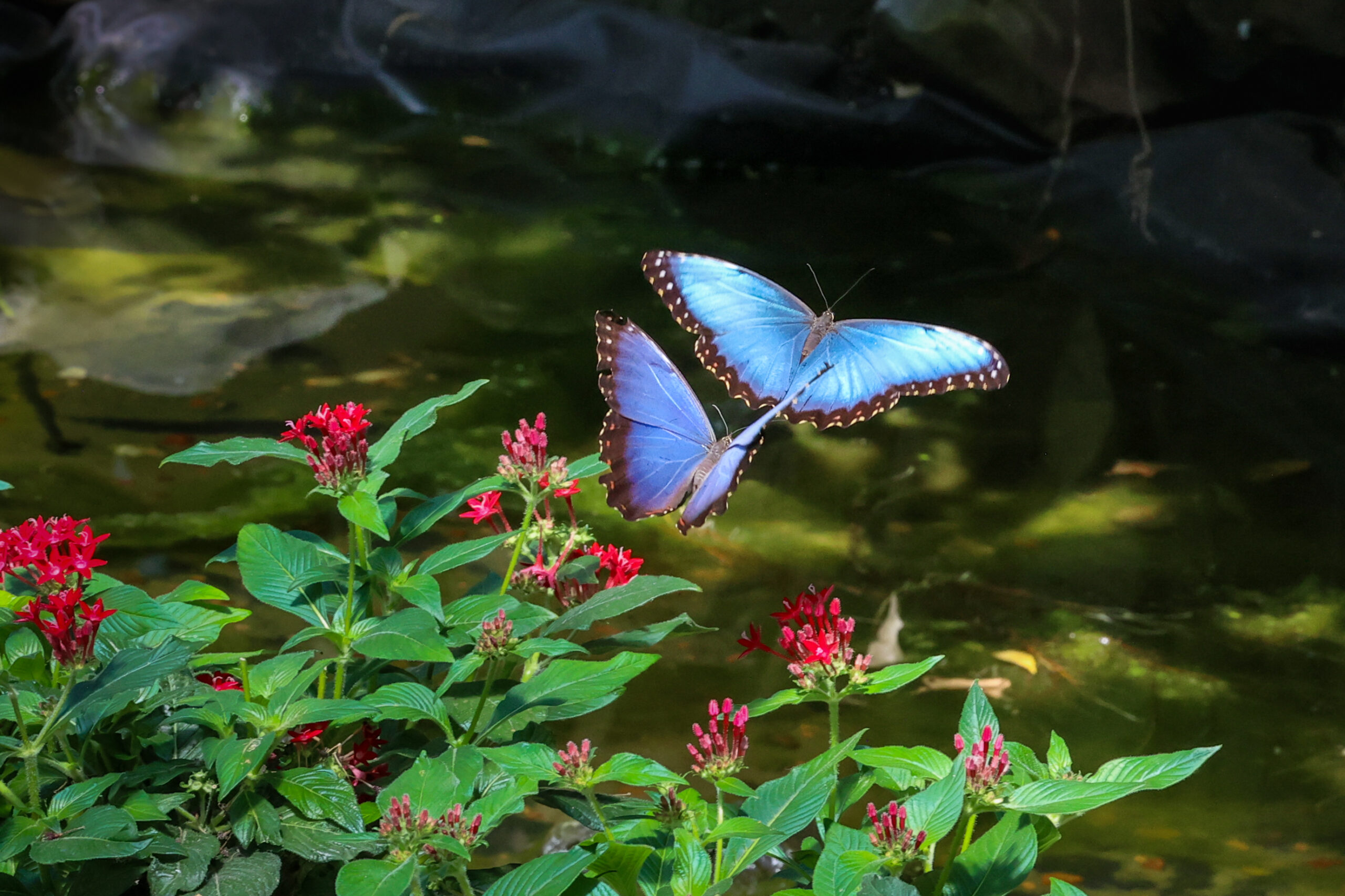 13_14_Henning Gade Sørensen_Sommerfugle