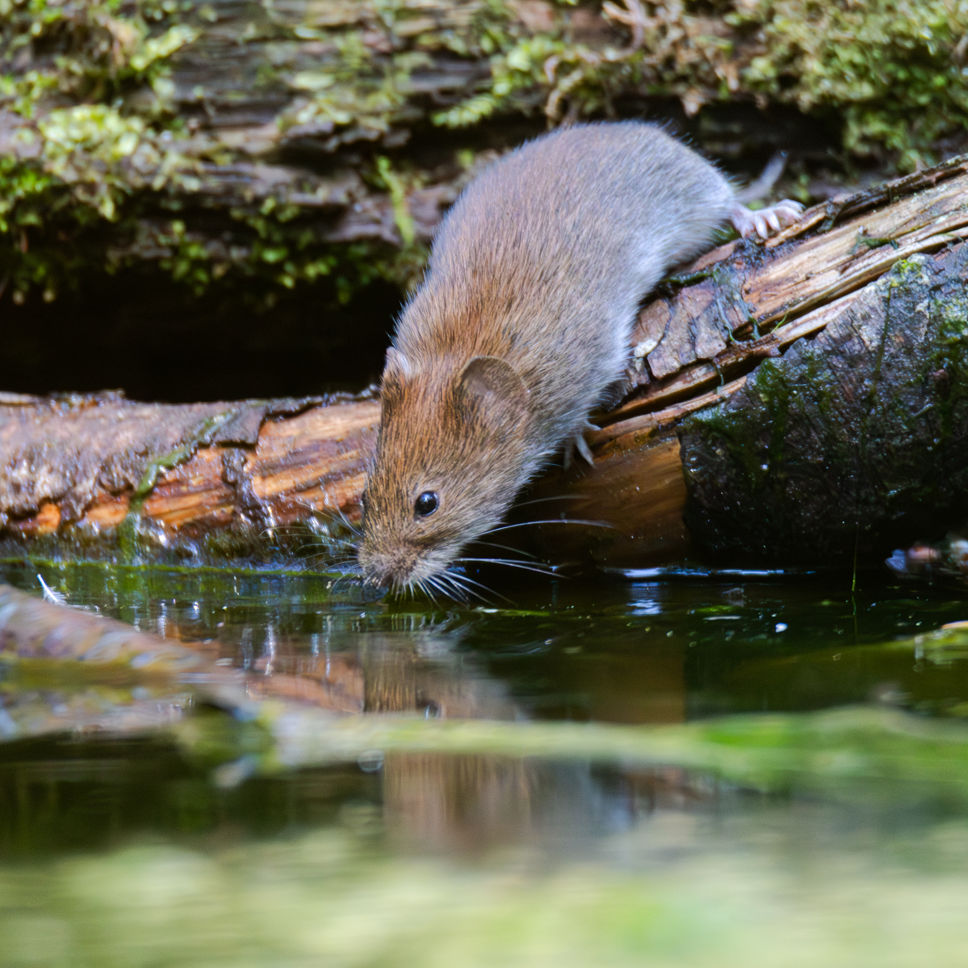 19_14_Linda Weng_Mouse drinks water