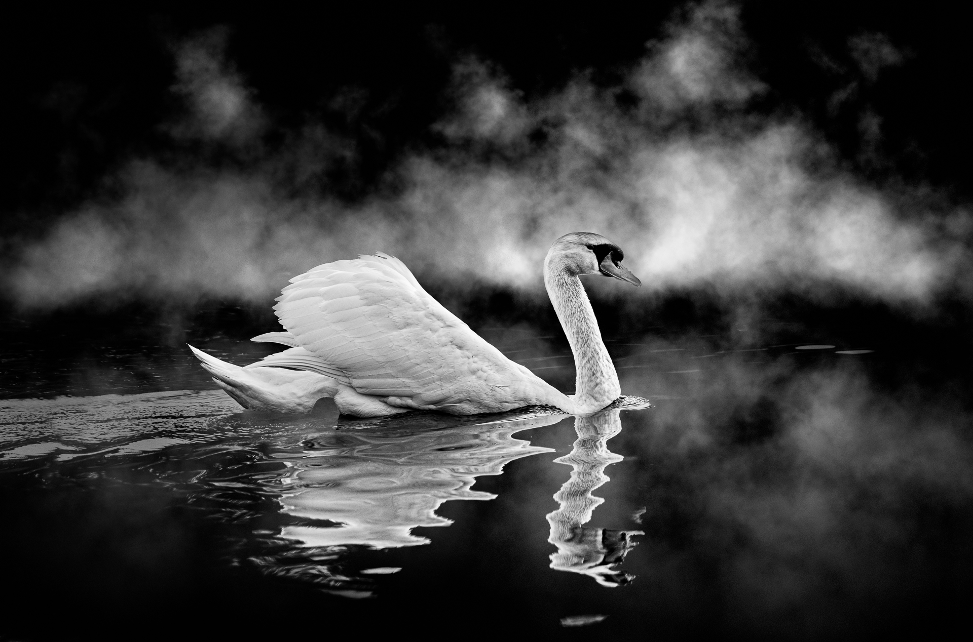 22_12_Linda Weng_Swan