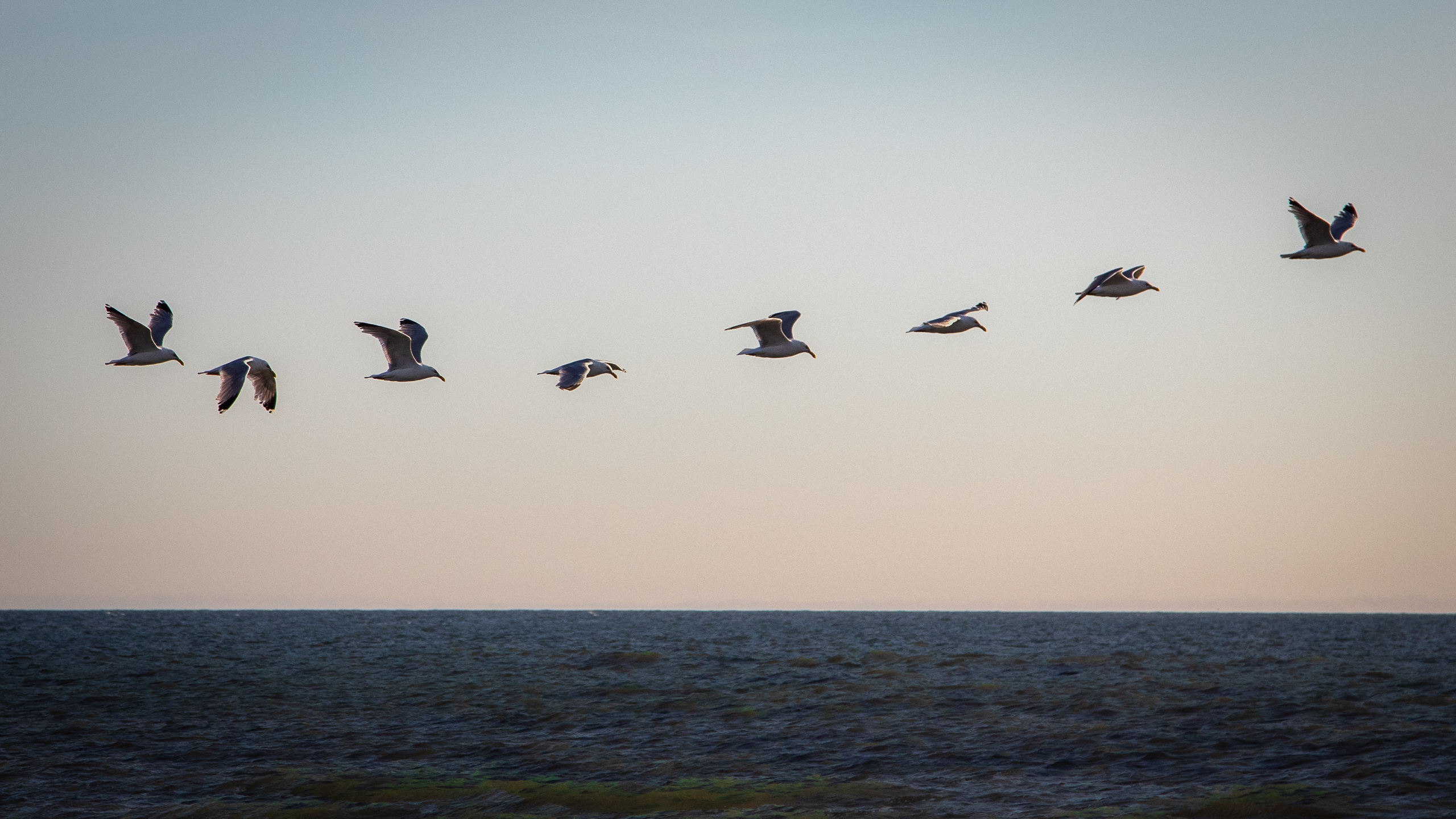 27_13_Benny Stæhr_En måge på himmelen