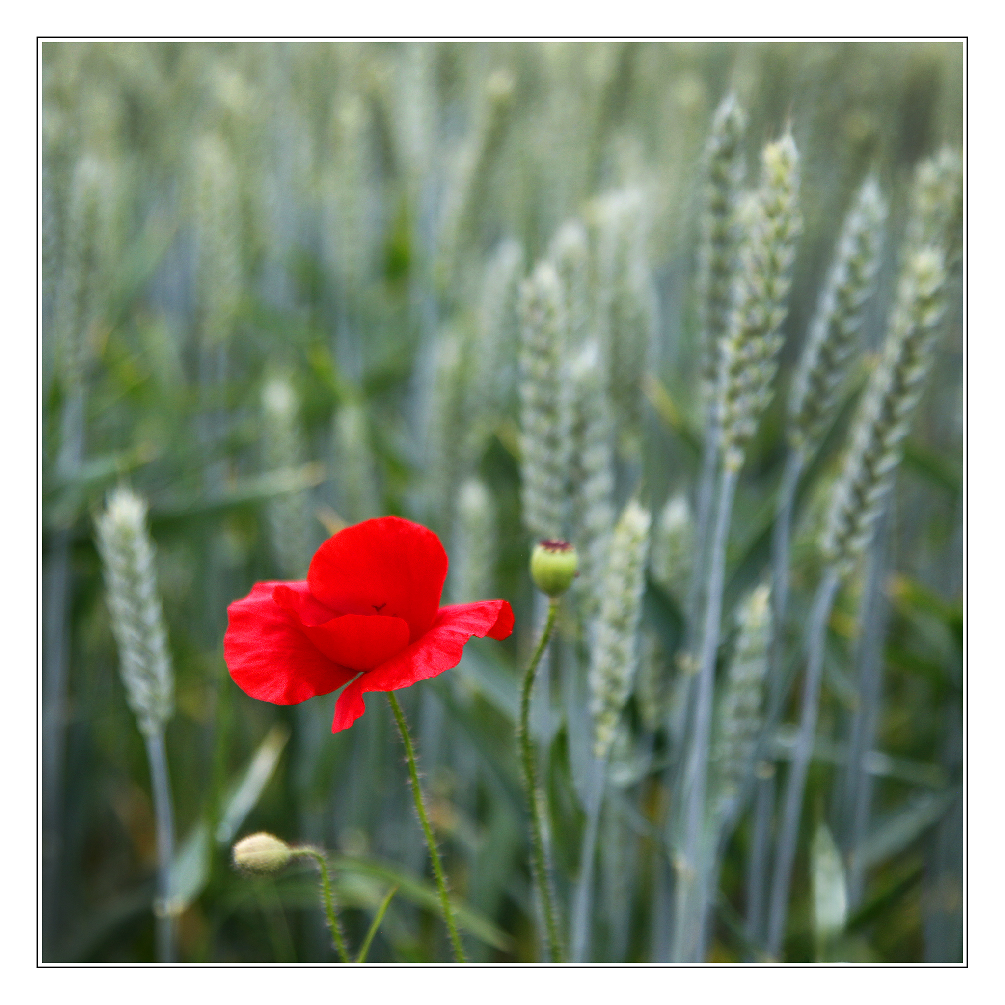 31_12_Jørgen Werner Jensen_I marken