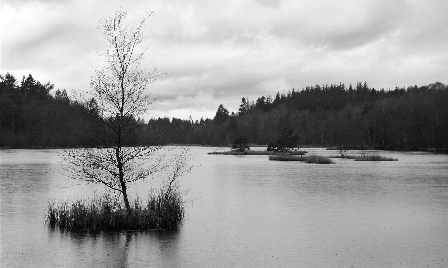 33_10_Jørgen Werner Jensen_I mosen