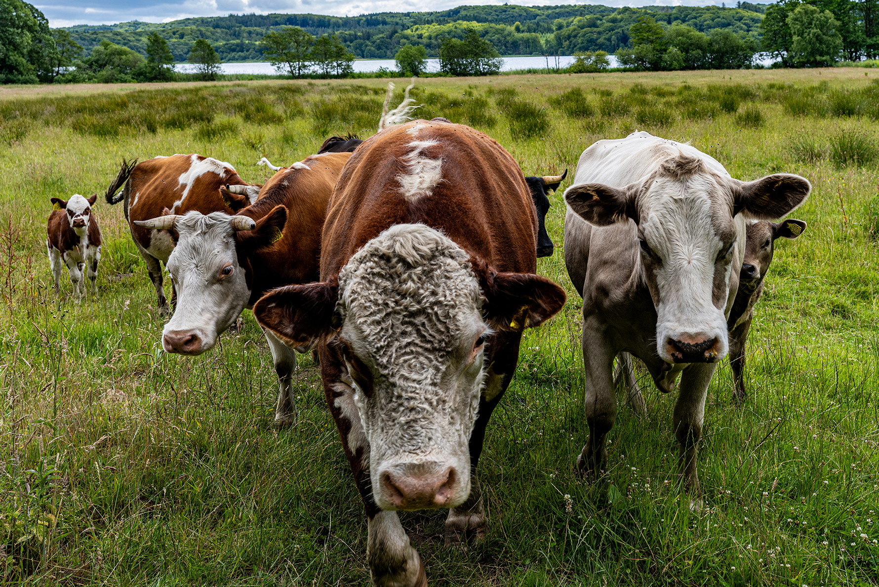 36_12_Søren Kirkegaard_Nysgerrighed