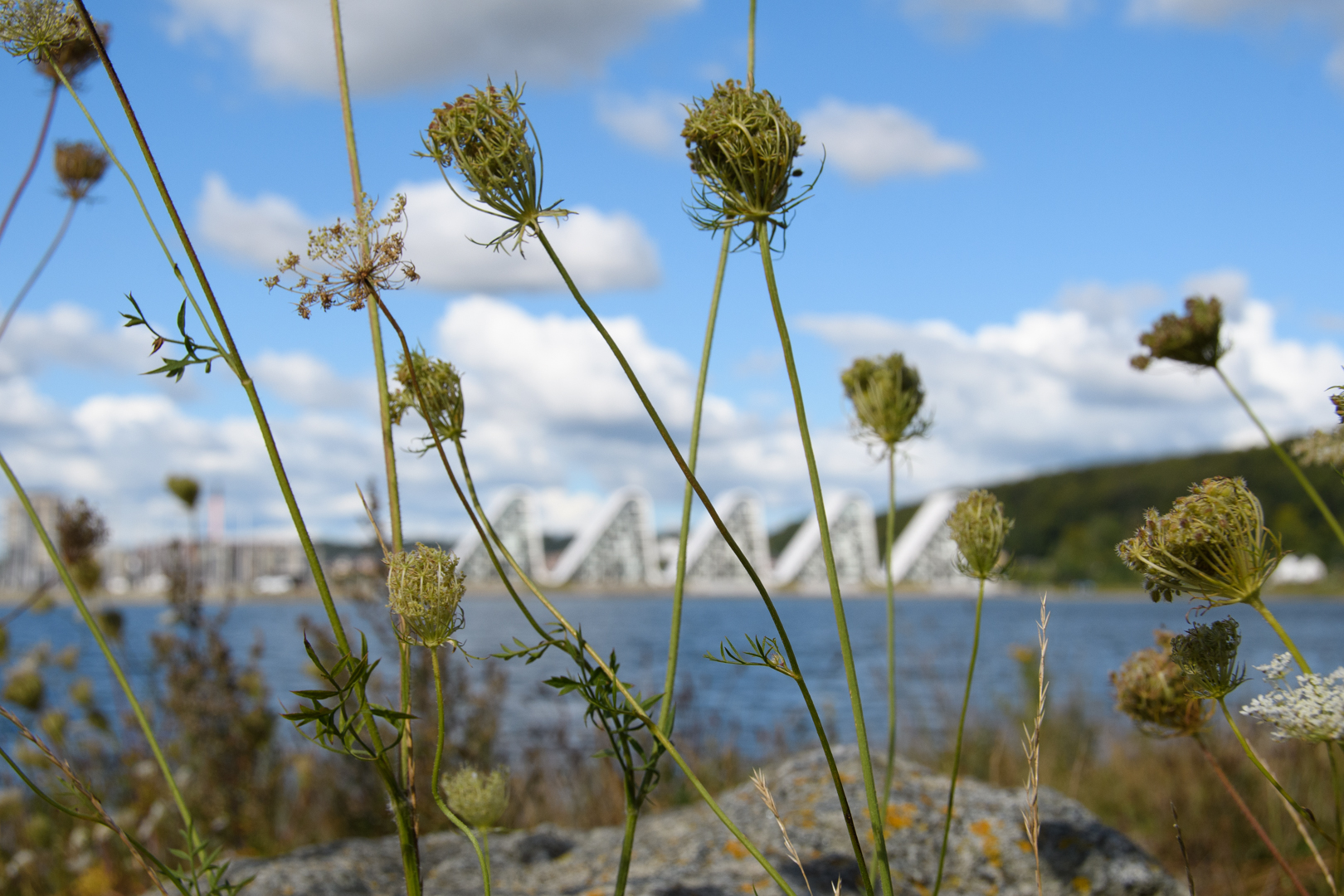 40_11_Ove Strunck Kristensen_Bølgende blomster