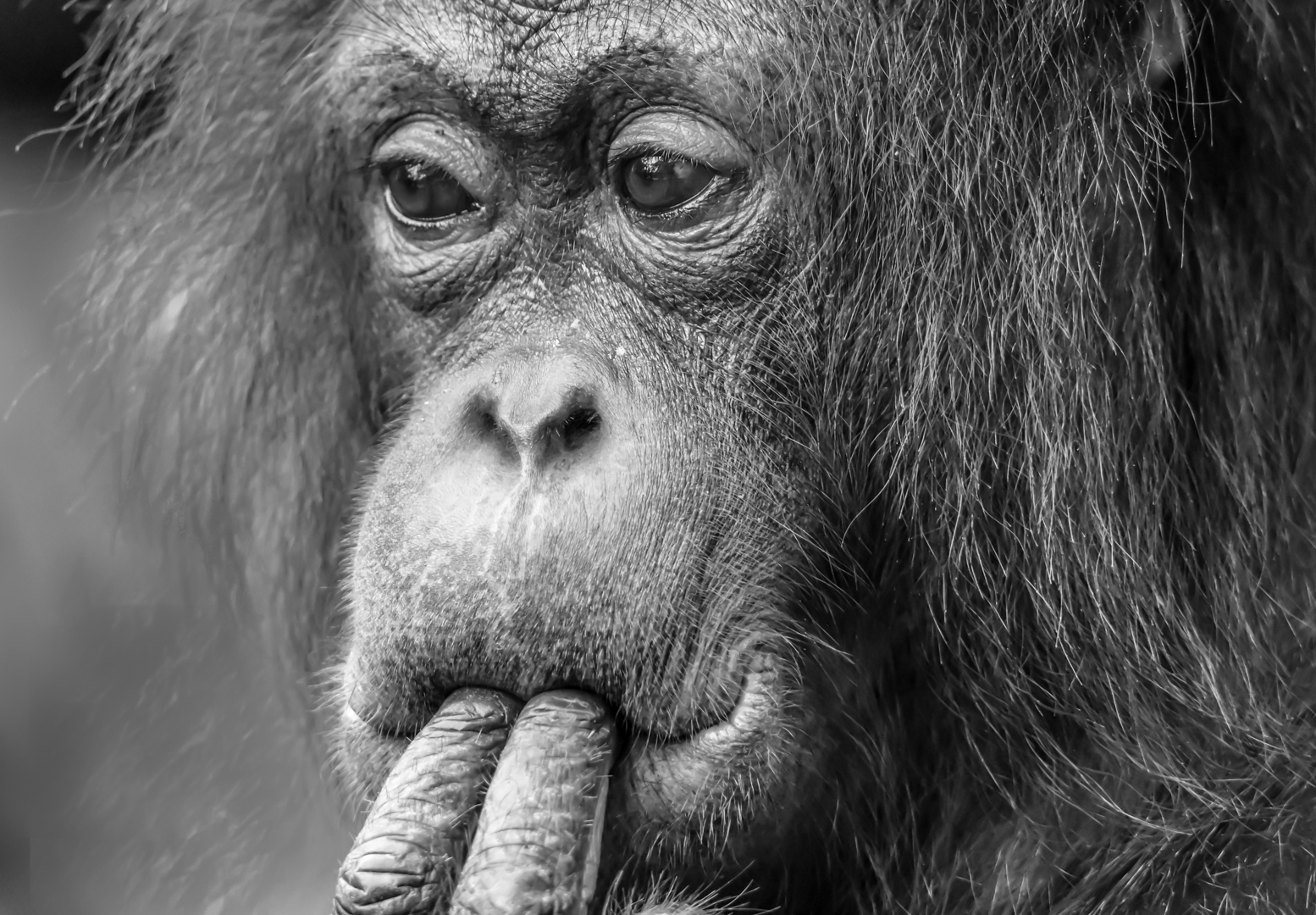 01_Joan-Elisabeth-Andersen_M_204_en-eftertaenksom-orangutang-fra-Borneo
