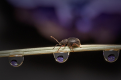 02_Linda-Weng_Weevil