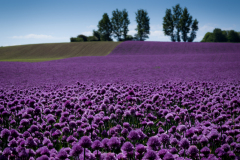 Purple field