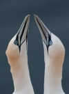 per-hallum-gannets