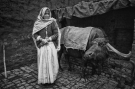 The Mistress and her Cattle