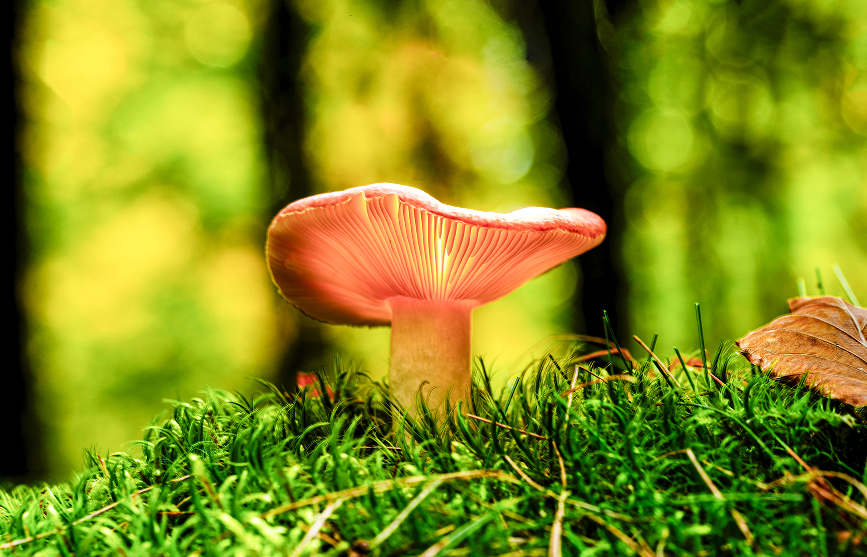 26_F_Søren Kirkegaard_Paddehat