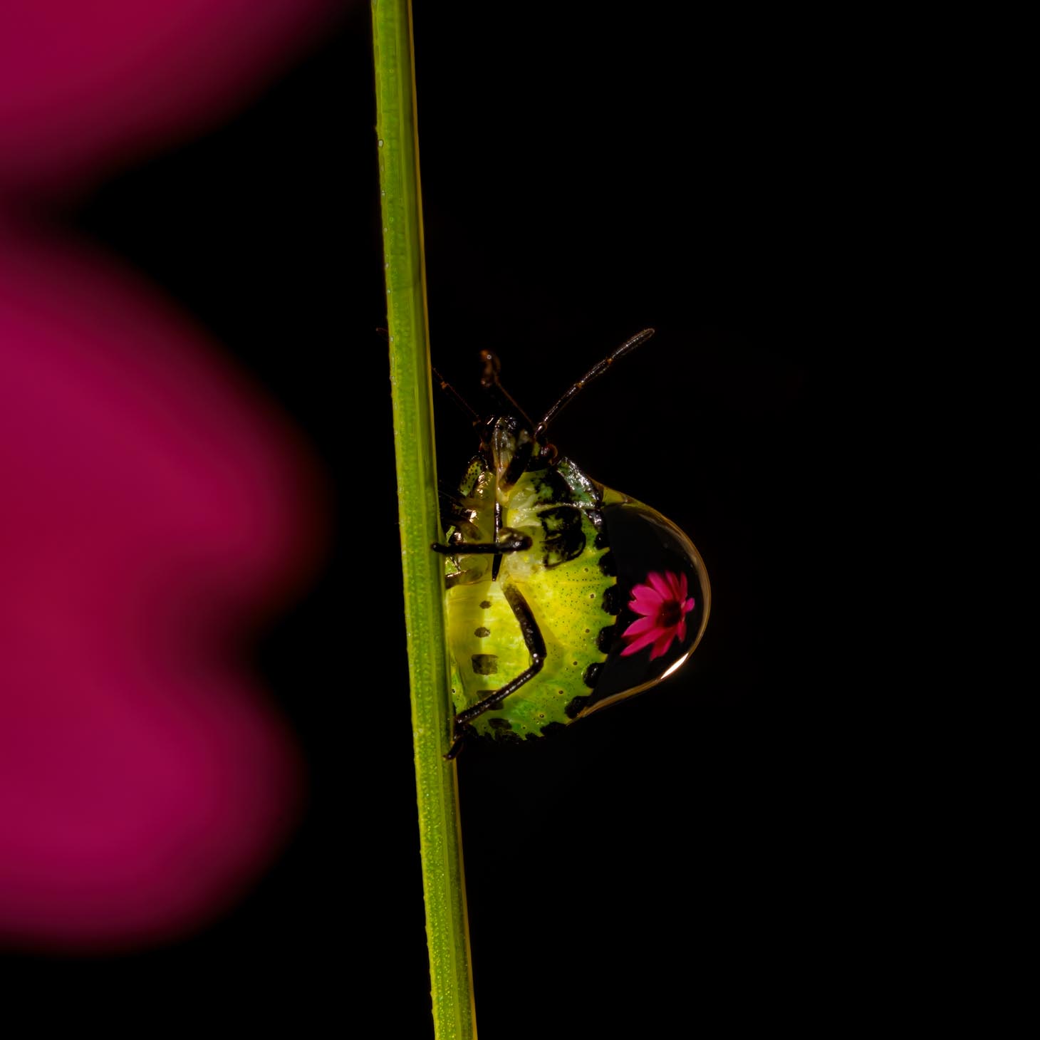 05_F_Linda Weng_Shield bug