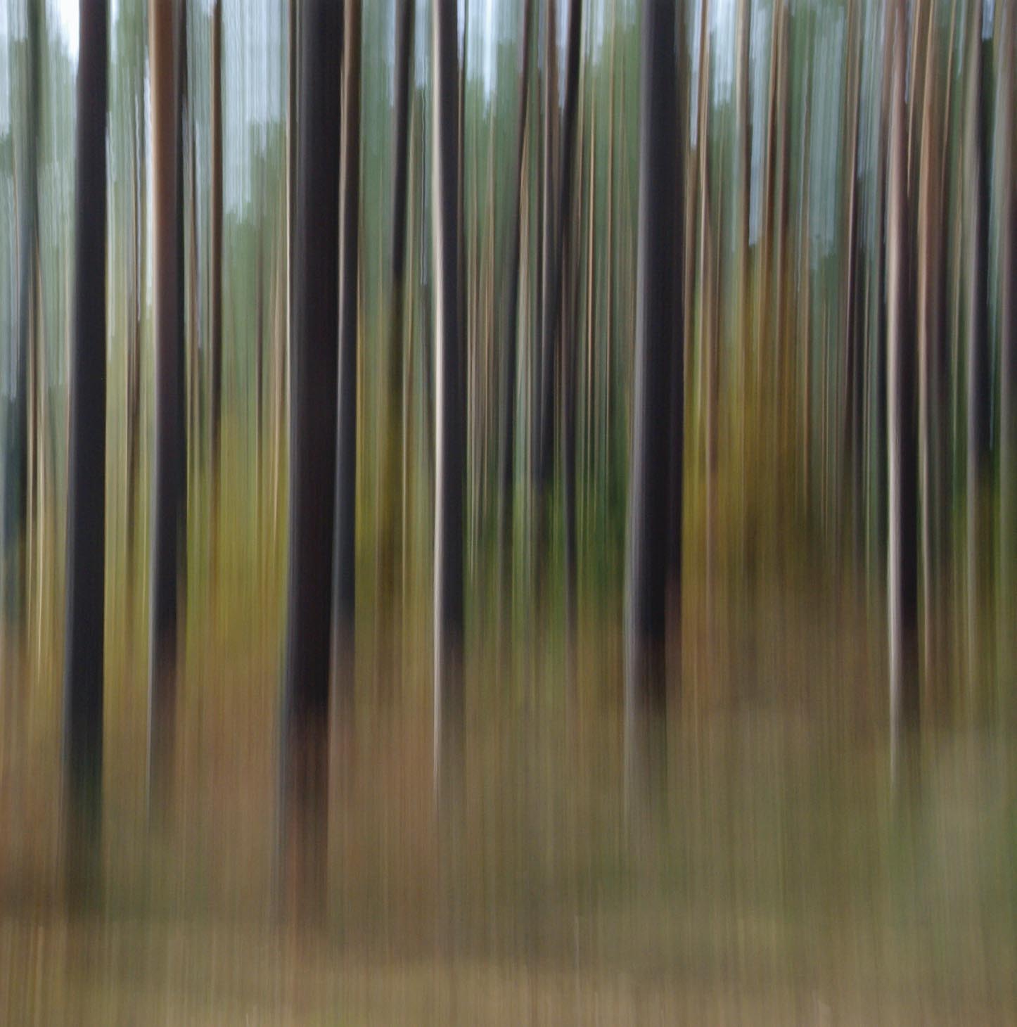 Smog trees in Poland