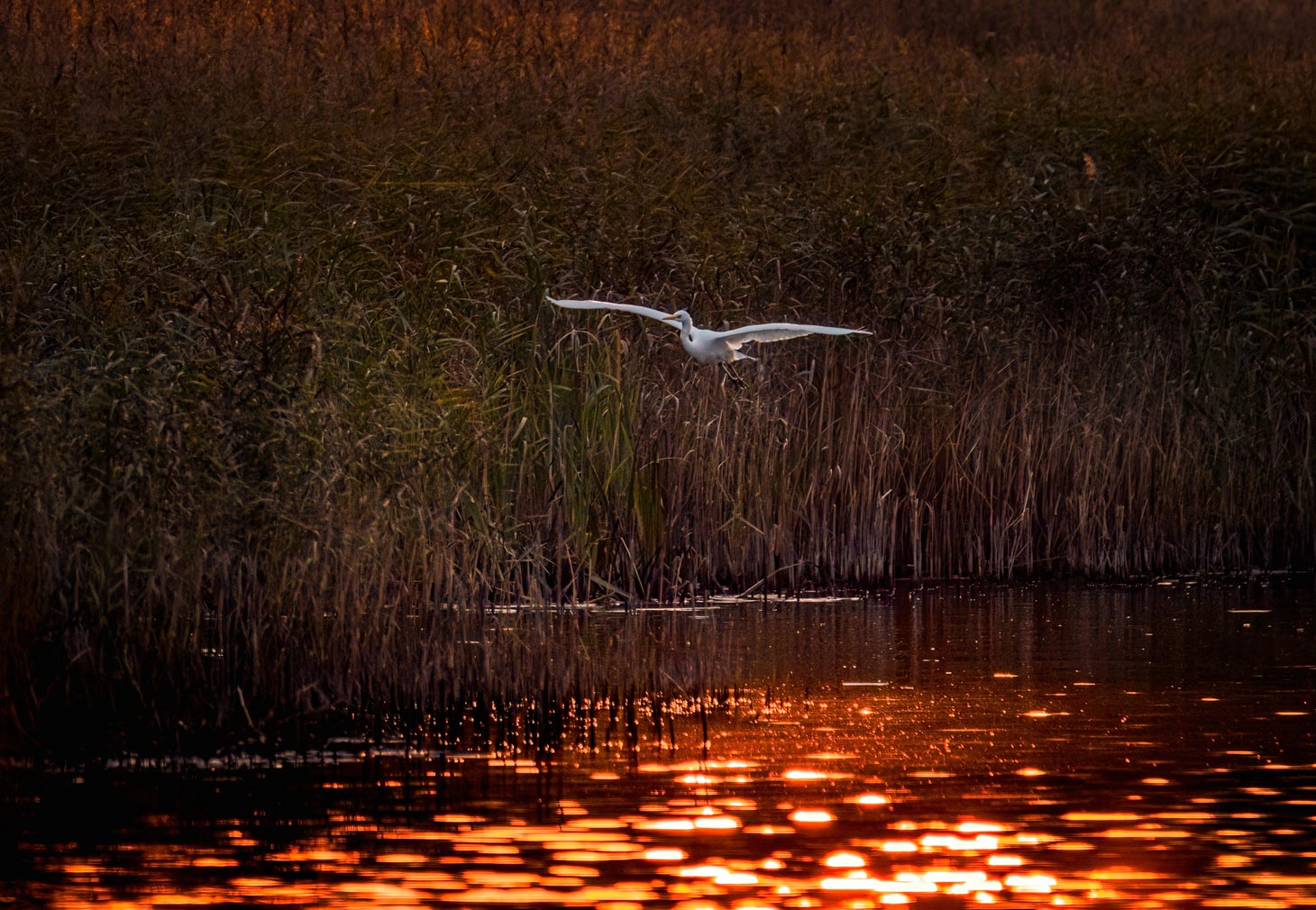 17_F_Linda Weng_Silver heron in sunglow