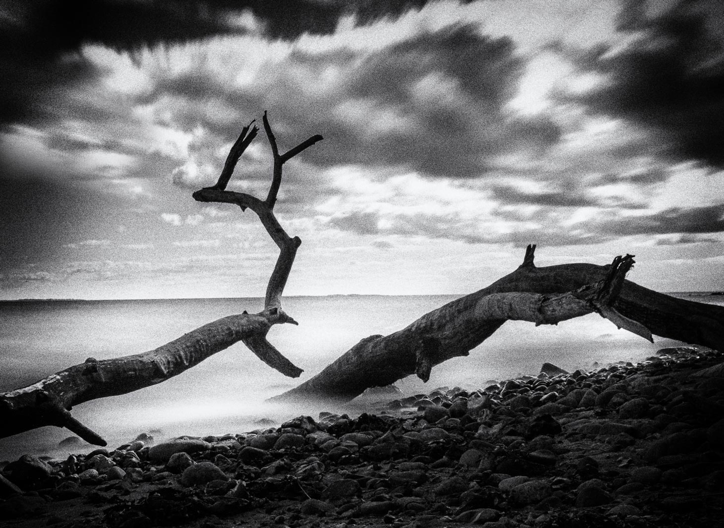 20_M_Linda Weng_Fallen trees