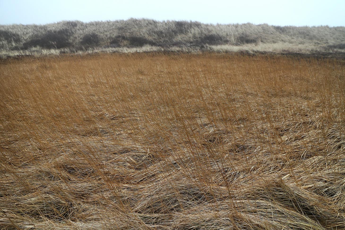 37_F_Bjarne Meldgaard_Skagen