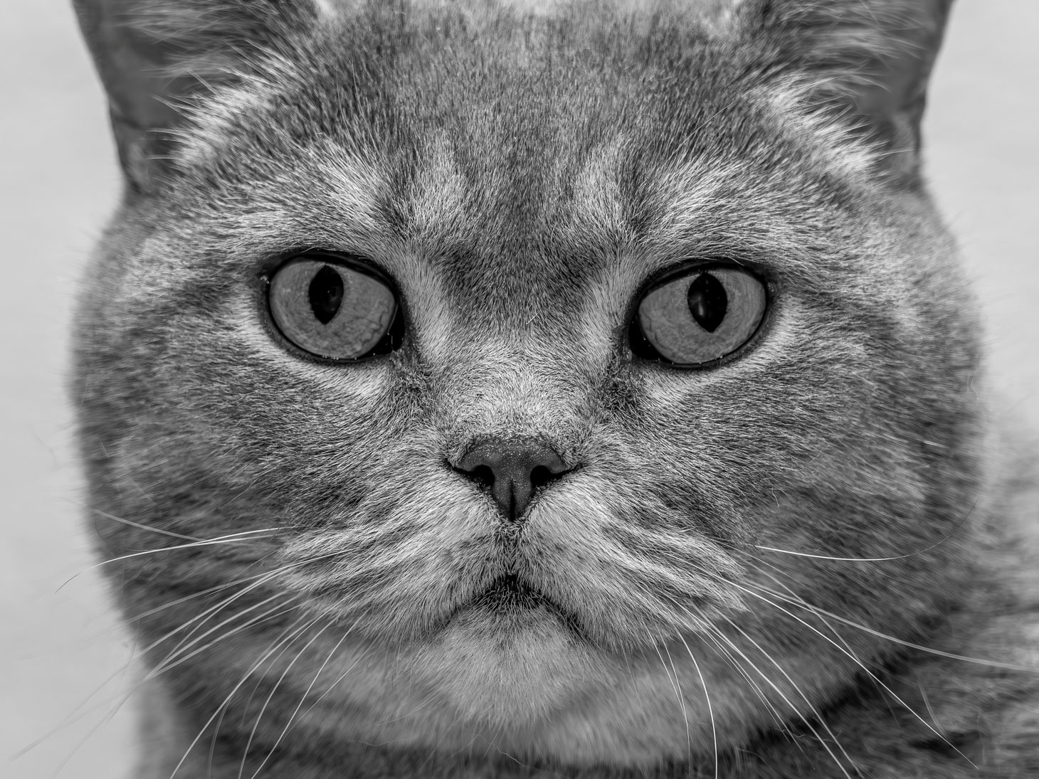 10_M_Ole Ohm Lundager_Cool cat