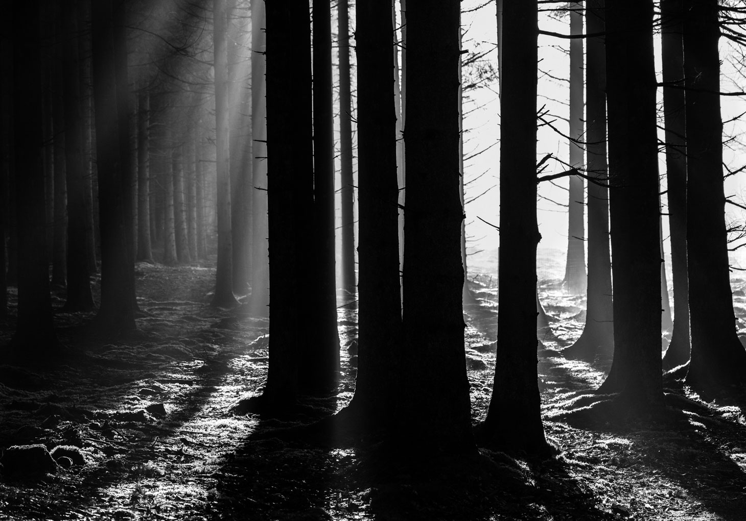 36_M_Carsten Kidmose_Lysindfald