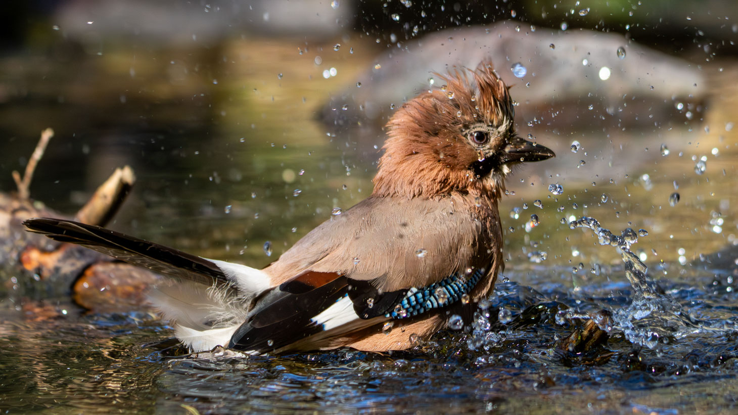 11_Linda Weng_Jays Puddle Splash