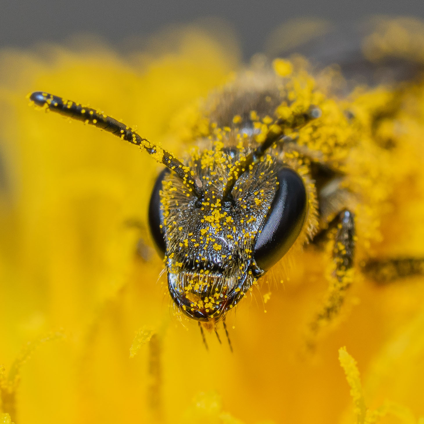 26_Ole Ohm Lundager_Bihoved med pollen i hovedet