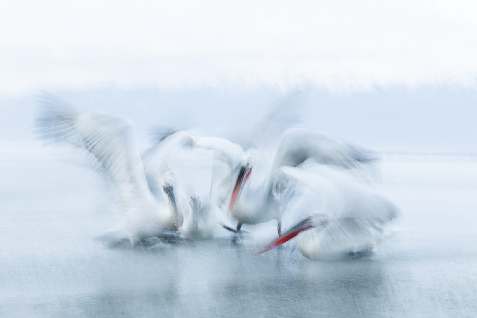 4248604399173110110-FD4-Aalborg_Fotoklub-Peter_Bentsen-Pelican_action